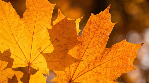 Close-up of sunlit maple leaves
